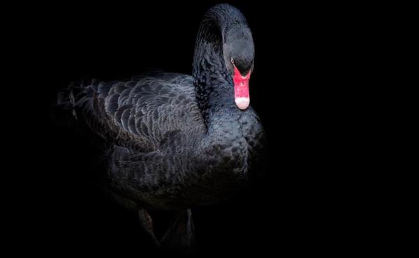 black swan streaming online